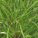 서울파피루스 이미지