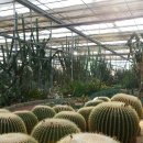 순천시농업기술센터 서부 농기계임대사업소 | 맨드라미와 메밀꽃밭 화사한 11월 제주도 가볼만한곳 제주 서쪽 서부농업기술센터