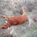 남성목장 이미지