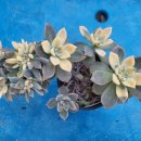 다육농가민박 이미지