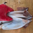 싱싱오징어 이미지