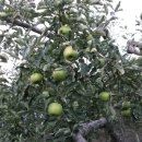 선홍농장 이미지