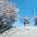 신촌뮤직 | 코로나가 가져온 여의도의 봄