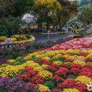 피나클랜드 이미지