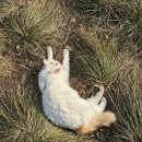 복지스크랩 | 면접후기_LX MMA_2탄_<경력을 포기하고 이직을 할까?>