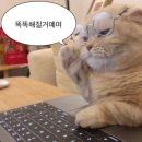 일본어(원어민 중급회화A) | [포도 스피킹] 포도 스피킹 영어/영어회화어플/영어 일본어/두마리 토끼 다 잡고싶은디?