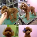 오드리 애견미용실 이미지