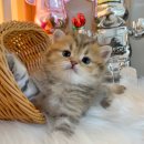 오즈메디칼 이미지