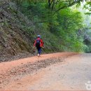 계족산 황톳길=황토 2만 톤 들어간 국내 최대 황톳길 이미지