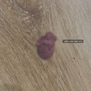 덕은하이동물병원 이미지