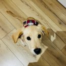 굿모닝퍼피 이미지