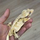 카민렙타일