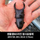 사슴의샘