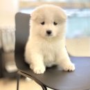 부산강아지분양 마이뭉 24시 | 부산사모예드 케어 잘하는 부산강아지 마이뭉 24시