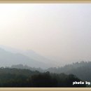 안개로가로수 이미지