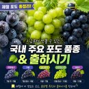 송산유통 | 여름 제철과일 끝판왕! 산지픽 캠벨포도 택배 후기 (포도 종류·수확시기 총정리)