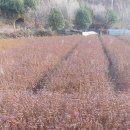 죽청마을 이미지