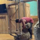 하늘마루2 | 호주 멜버른 마루동물원 필립아일랜드 펭귄 퍼레이드 투어 내돈내산 후기