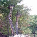 탄금중학교 이미지