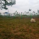 완주군 반려동물 놀이터 이미지