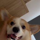 리안여행사