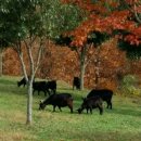 단풍흑염소 농장 이미지