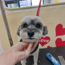 굿데이멍 이미지