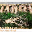 금산인삼 이미지