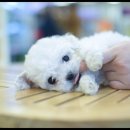 더독스 강아지분양 서울 이미지