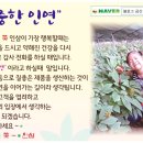 하늘꽃인삼