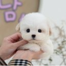 청도펫동물병원 이미지