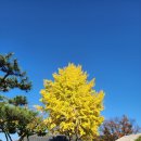 청풍문화재단지 주차장 앞 화장실 | 제천 가을여행 청풍문화재단지 단풍 코스 나들이