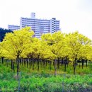 새하양세탁소 이미지