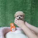 애견왕국 이미지