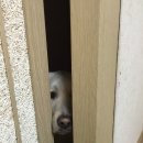 빼꼼