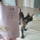 달이실펜션 | 210523 가창야외결혼식 달이실펜션 분노의질주: 더얼티메이트 상영후기 반려묘깜콩씨 브리티쉬숏헤어...