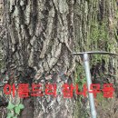 (폭염 버섯없당) 백두대간 산행.116 (원본 약초 매니아 카페) 이미지