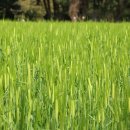 청보리축산 이미지