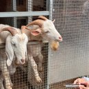 퍼스트가든 동물카페 | 24개월 아기랑 파주 퍼스트가든 레스토랑 할인 팁 총정리 | 삐아또고메, 놀이기구, 동물먹이주기