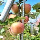 청송한우농장 | [공동구매] 껍질째 먹는 청송 주왕산 부사 공동구매 진행합니다.