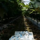 사직농장 이미지