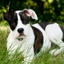 충남 동물병원 이미지