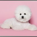 온새동물의료센터 이미지