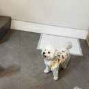 모아이풀빌라 이미지