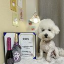 멍냥의민족 이미지