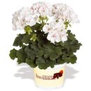 (주)라이트 이미지