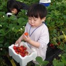 부여 서울농장 이미지