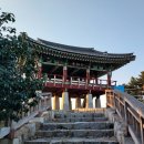 서천 마량리 동백나무 숲 이미지