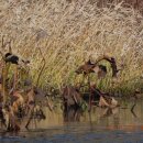 원관원제 이미지