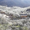 광양 매화마을, 제발 오지 마라고요. 그런데도 발 디딜 틈이 없다고 하니 사람들 심리가 왜 그럴까요. 올해는 사진으로다. 이미지